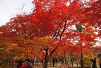 9 Elements of Japanese Aesthetics | Cooler Insights